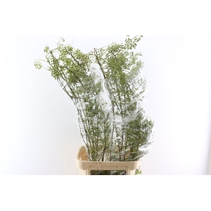 Rosa Corallo 120cm Ptk