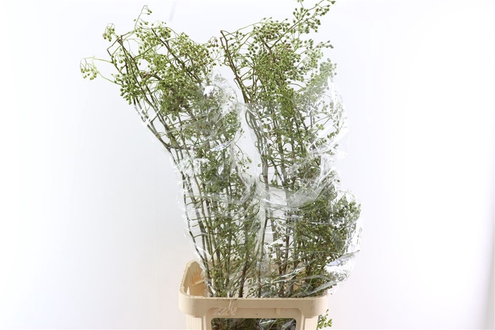 <h4>Rosa Corallo 120cm Ptk</h4>