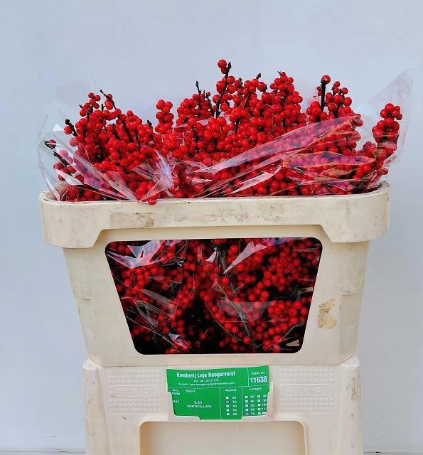 <h4>ILEX VE RODE BES</h4>