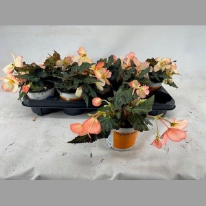 BEG. WATERFALL SOFT ORANGE