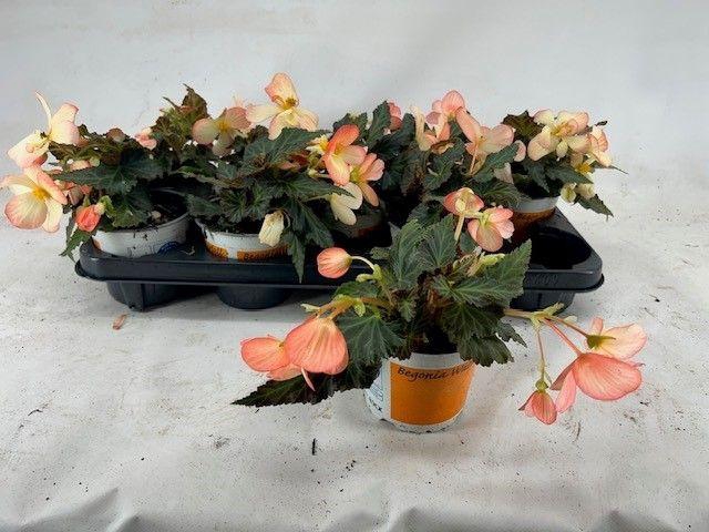 <h4>BEG. WATERFALL SOFT ORANGE</h4>