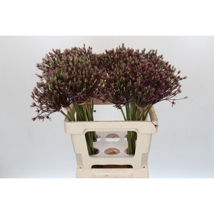 Allium  'Spider'
