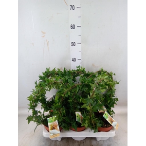 Hedera   ...green leafed