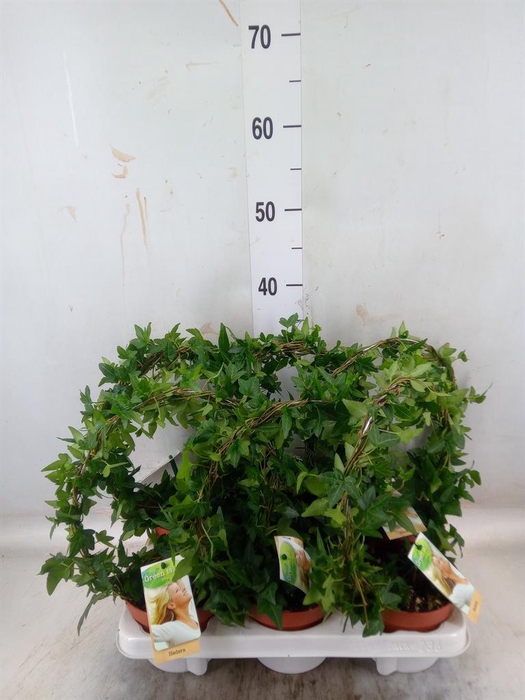 <h4>Hedera   ...green leafed</h4>