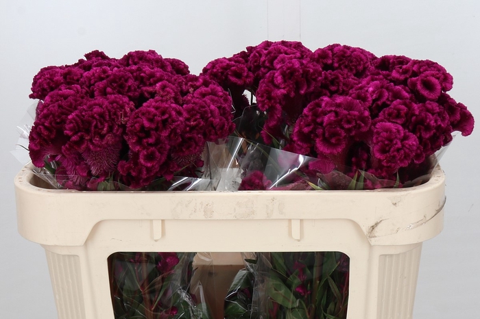 <h4>Celosia Cr Bombay Fire</h4>