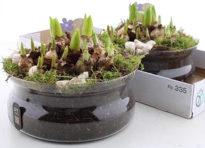 <h4>BOLBLOEMEN OV</h4>