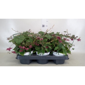 Rhodochiton atrosanguineus