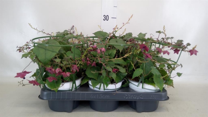 <h4>Rhodochiton atrosanguineus</h4>