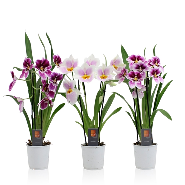 <h4>Inca Miltoniopsis mix Cascade 2 spike 9cm</h4>