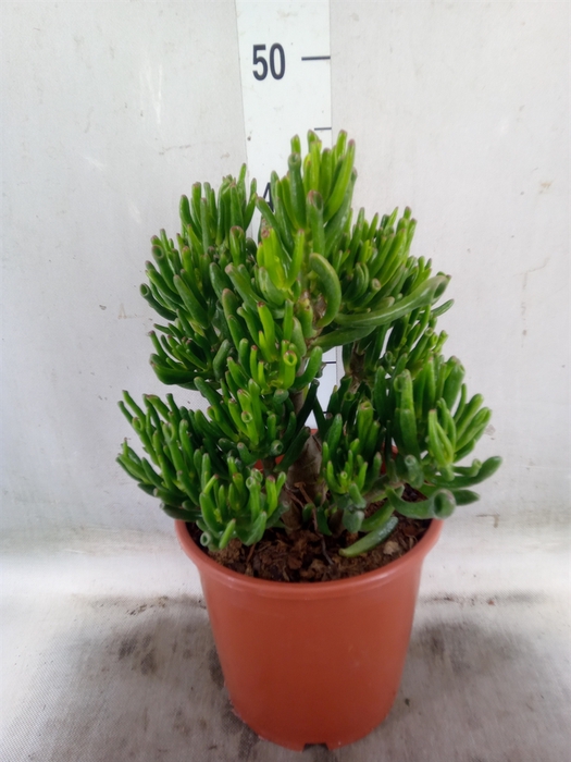 <h4>Crassula ovata 'Gollum'</h4>
