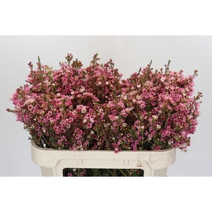 Chamelaucium Sarah's Delight