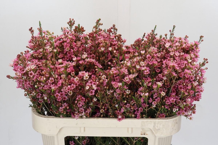 <h4>Chamelaucium Sarah's Delight</h4>