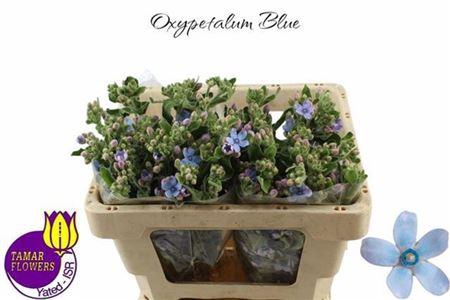 <h4>Oxypetalum Pure Blue 50cm</h4>