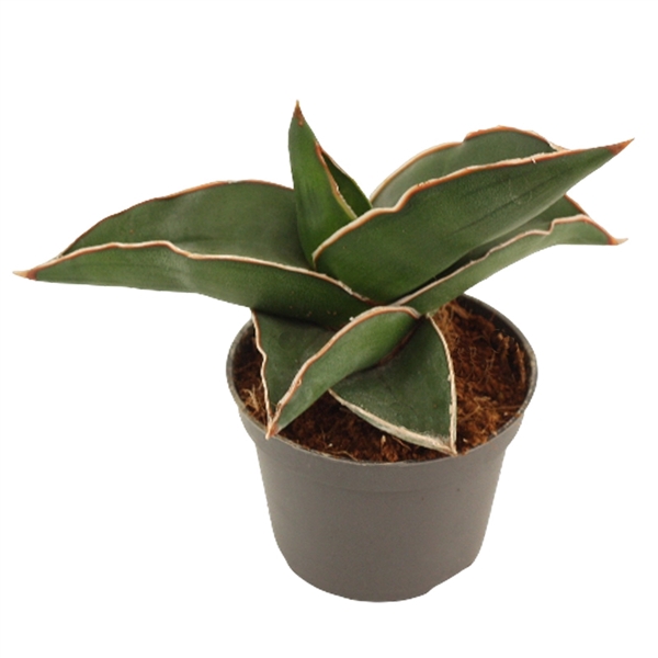 <h4>Sansevieria Samurai 6 cm</h4>