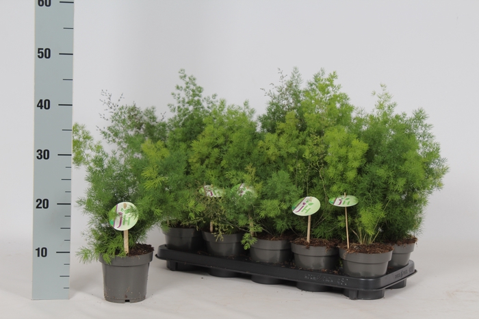 <h4>ASPAR UMBELLATUS</h4>