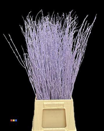 <h4>Betula / Berkentak Light Milka</h4>