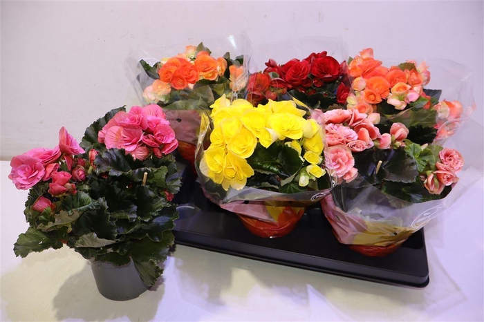 <h4>arr8 Beg Du Gem</h4>