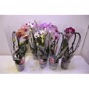 arr8 Phal El Cascade Gem