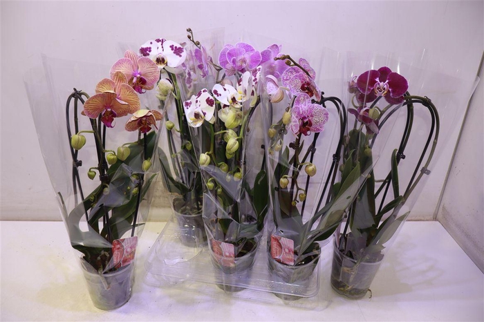 <h4>arr8 Phal El Cascade Gem</h4>