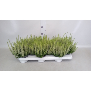 Calluna vulg. 'Beauty L Venca'