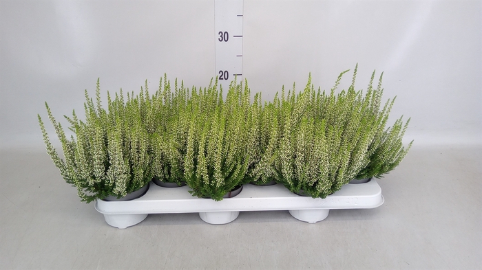 <h4>Calluna vulg. 'Beauty L Venca'</h4>