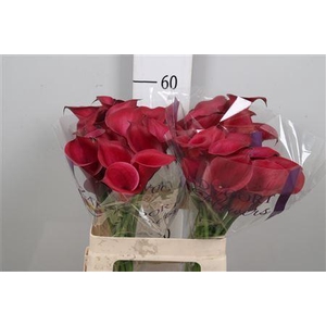 Zantedeschia  'Red Salsa'
