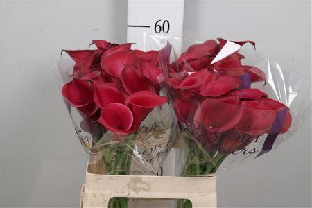 <h4>Zantedeschia  'Red Salsa'</h4>