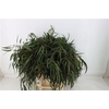 Euca Nicoly 300gr S A P Bunch
