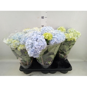 Hydrangea mac. 'Vuurwerk Violet'