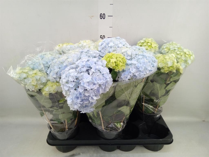 <h4>Hydrangea mac. 'Vuurwerk Violet'</h4>