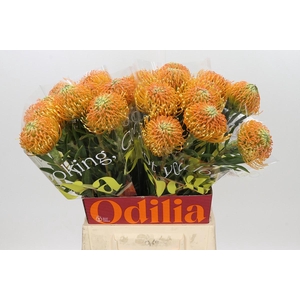 Nutans Ayoba Peach