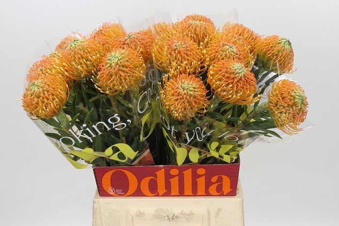 <h4>Nutans Ayoba Peach</h4>