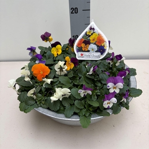 Viola corn.   ...mix