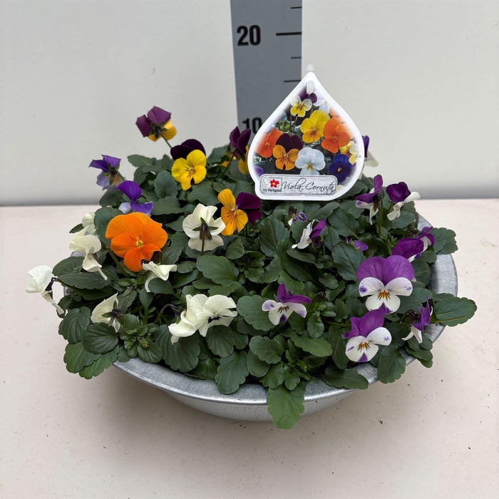 <h4>Viola corn.   ...mix</h4>