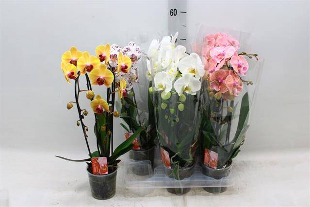 Phalaenopsis Elegans Cascade 12Ø 45cm 2st 16fl