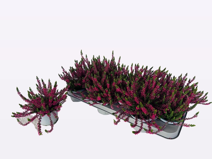 <h4>CALLU WIBOS ROT</h4>