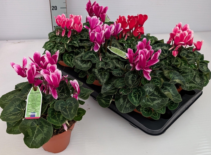 <h4>CYCL MD SUP MACRO</h4>