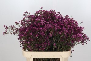 <h4>Chamelaucium purple pride</h4>
