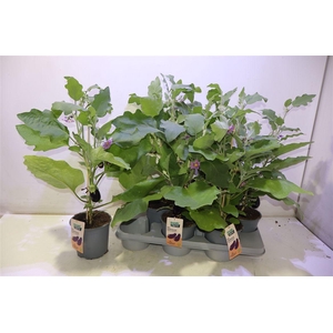 arr8 Aubergine Planten