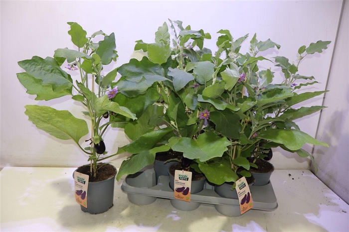 <h4>Aubergine Planten</h4>