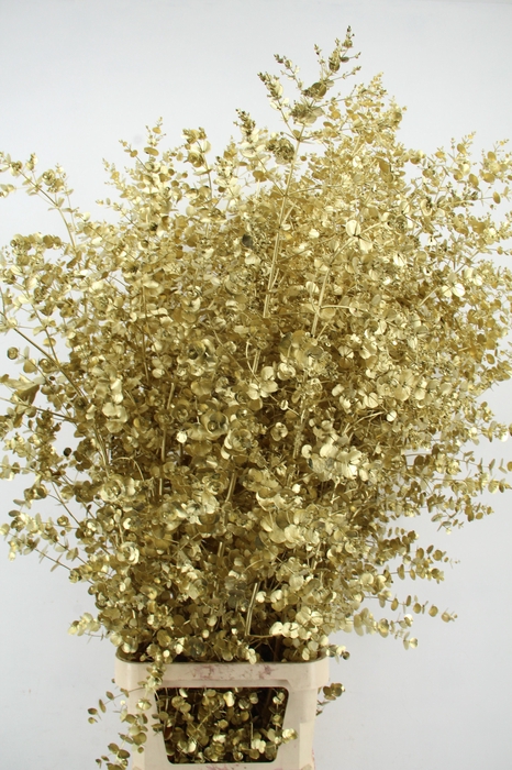 <h4>Euca Gu Azura Gold</h4>