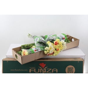 Di St Rainbow Yellow Box