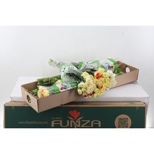 Di St Rainbow Yellow