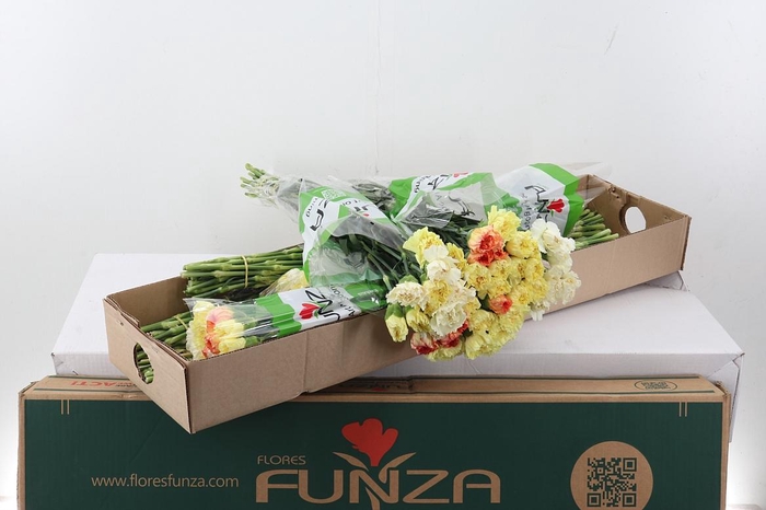 <h4>Di St Rainbow Yellow Box</h4>