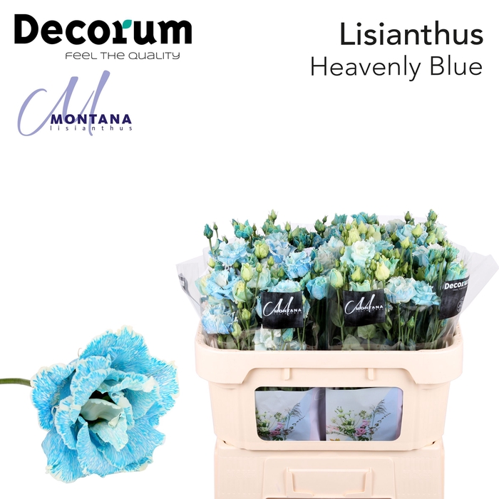 Lisianthus Dye heavenly blue