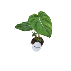 Philodendron Pastazanum/McDowell