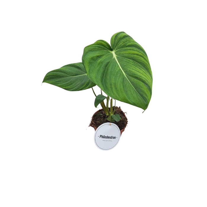 <h4>Philodendron Pastazanum/McDowell</h4>