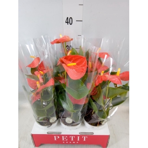 Anthurium andr. 'Orange Champion'