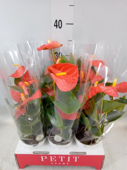 <h4>Anthurium andr. 'Orange Champion'</h4>