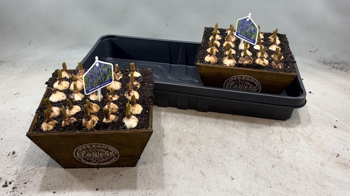 <h4>ARR MUSCARI</h4>